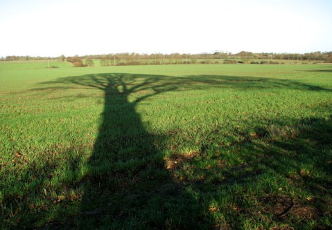 shadowtree